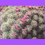 Flowering Cactus 3.jpg